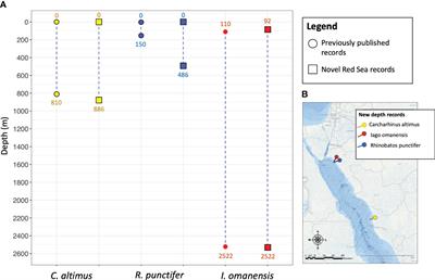 New depth records and novel feeding observations of three elasmobranchs species in the Eastern Red Sea